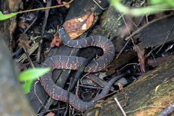 Water Snake 