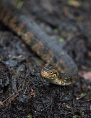 Portrait of a Water Snake 