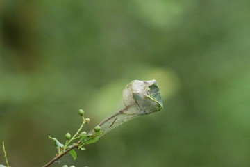 Spiders web wrapping a leaf