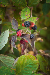 Close-up photo of blackberries. Organic, healthy nutrition, food.