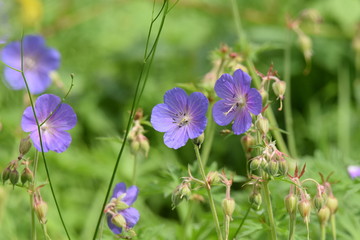 Fototapeta premium purple flowers in a field