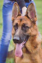 Close-up photo of german shepherd dog in competition show.