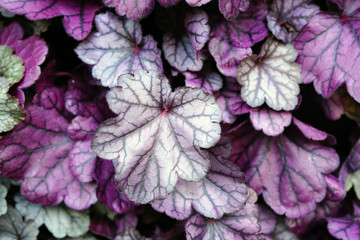 Purple and green leaves of the heuchera coral bells plant