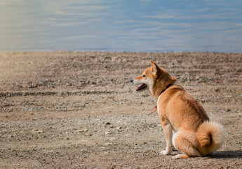 Fluffy red dog shiba-inu sits on the river bank