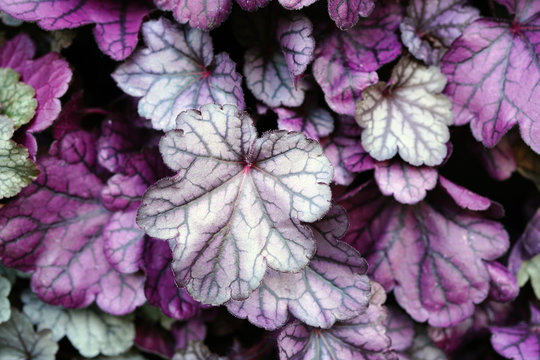 Purple and green leaves of the heuchera coral bells plant