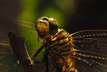 close up of dragonflies who were perched on a tree branch
