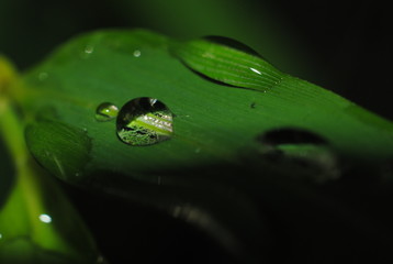 drops of dew drops on the green leaves