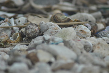 white beach stone texture and shells