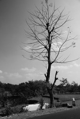 Dry trees on the roadside, in black and white photos