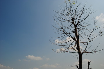 Fototapeta na wymiar dry tree on the roadside