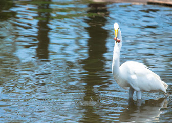 Egret eating 