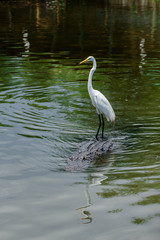 Egret on the Back of an Alligator / Florida Style 