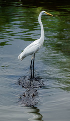 Egret on the Back of an Alligator / Florida Style 