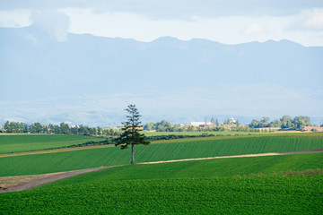 緑の畑とマツの木　美瑛町