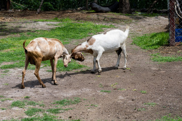 Obraz na płótnie Canvas Cabras blancas y color marron pastando en la pradera