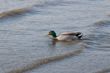Closeup of a duck swimming in the shallow waters of the East River