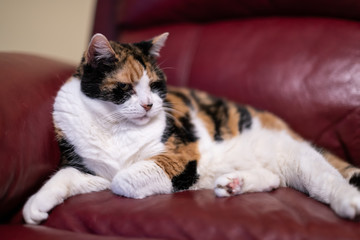 Closeup of senior old calico cat lying on living room red leather sofa couch in home corner, looking tired or annoyed