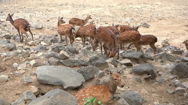 Un venado est&aacute; descansando y los dem&aacute;s venados est&aacute;n buscando comida entre las rocas.	