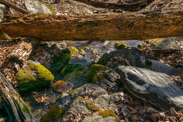 A large fallen tree trunk spanning a small brook with moss-covered rocks