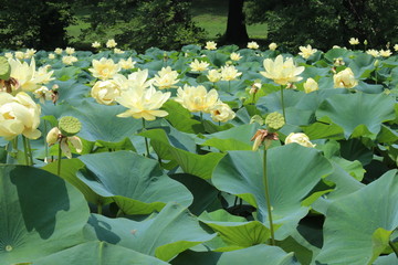 Lily Covered Lake 2019 (Forest Park)