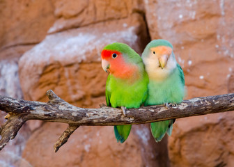 Fototapeta na wymiar Two colorful parrots on a bench with redish with a stone wall in the background