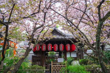 Fototapeta na wymiar 京都　雨宝院の桜