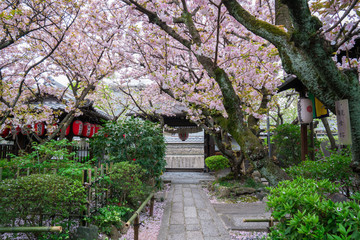 京都　雨宝院の桜