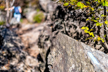 Trail blue paint marking or mark on rock on Billy goat trail hike in Great Falls park with autumn colorful foliage, person and people in blurred background