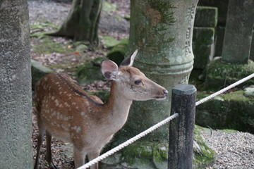 Obraz premium 奈良の鹿さん