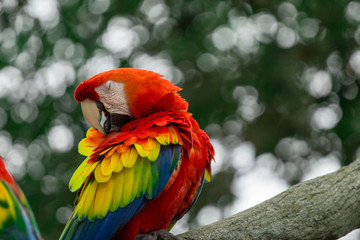 Red Macaw with Bokeh Background 