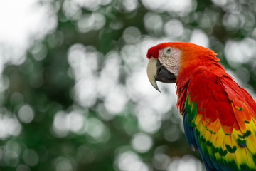 Red Macaw with Bokeh Background 