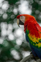 Red Macaw with Bokeh Background 