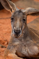 Naklejka na ściany i meble Kangaroo Portrait