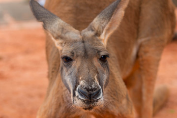 Obraz premium Kangaroo Portrait