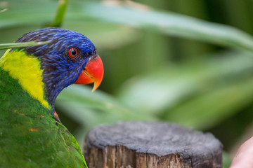 Rainbow Lorikeet Bird
