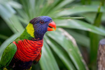 Rainbow Lorikeet Bird