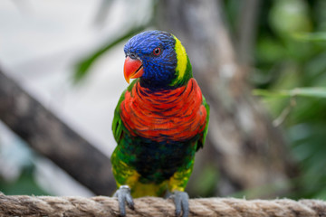 Rainbow Lorikeet Bird