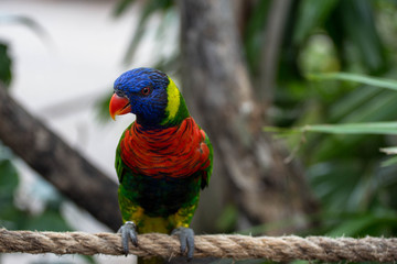 Rainbow Lorikeet Bird