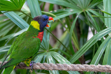 Rainbow Lorikeet Bird