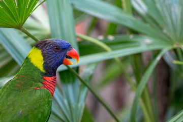 Rainbow Lorikeet Bird