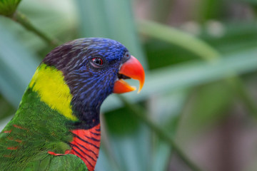 Rainbow Lorikeet Bird