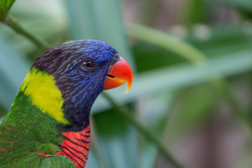 Rainbow Lorikeet Bird