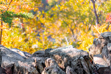 Fototapeta na wymiar Great Falls yellow autumn trees color closeup in Maryland colorful foliage forest in Billy Goat Trail with rocks in foreground