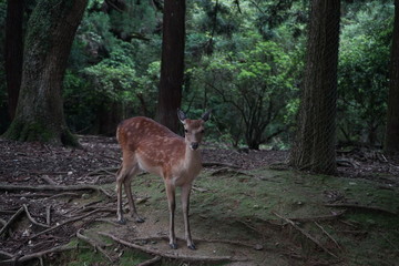 奈良の鹿さん