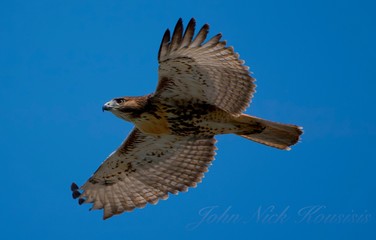 Redtail Hawk