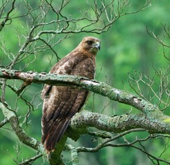 Redtail Hawk