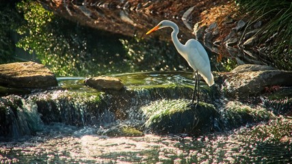 Great Heron Fishing at Waterfalls