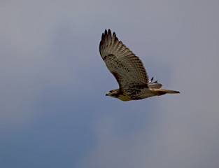 Redtail Hawk