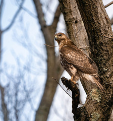 Redtail Hawk