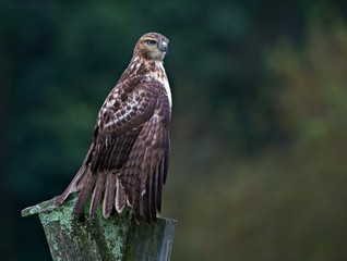 Redtail Hawk